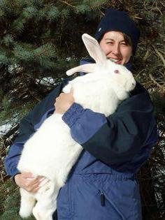 Le géant belge est un lapin géant (photo). Apprenez à contenir correctement un géant belge de race de lapin