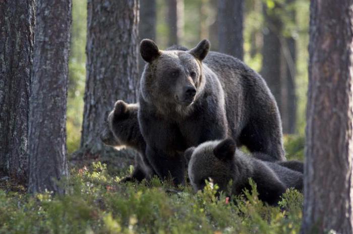 Et si je rencontrais un ours dans la forêt?