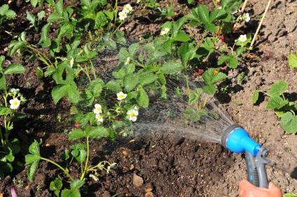 A quelle fréquence arroser les fraises et quel système d'irrigation est préférable?