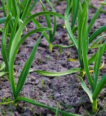 Comment planter de l'ail pour l'hiver est correct. Conseils pour les agriculteurs expérimentés