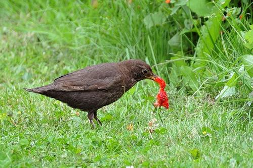 Comment protéger les fraises des oiseaux: les meilleures façons