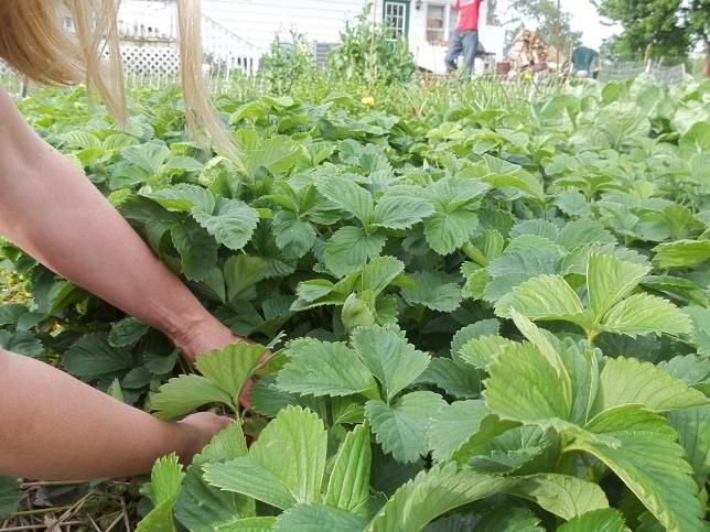 Quand les fraises ont-elles une moustache pour récolter une bonne récolte?