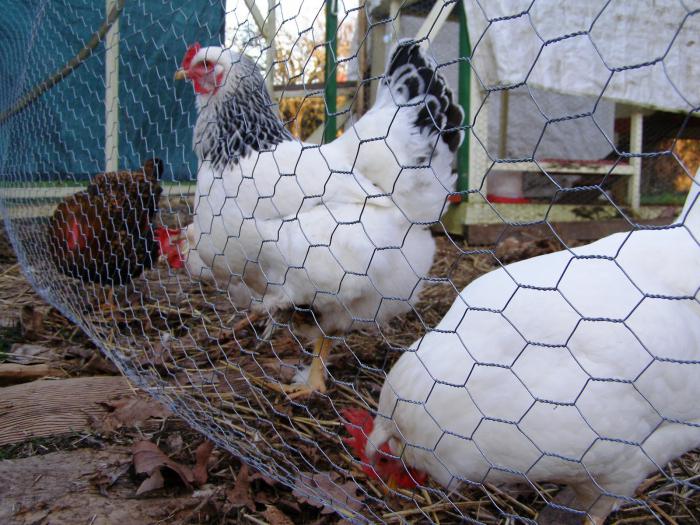 Poulets Adler argentés