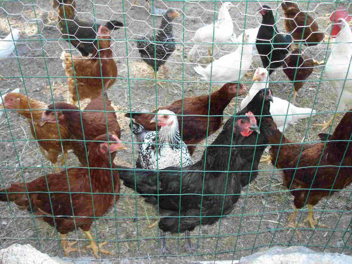 élevage de poules pondeuses à la maison 