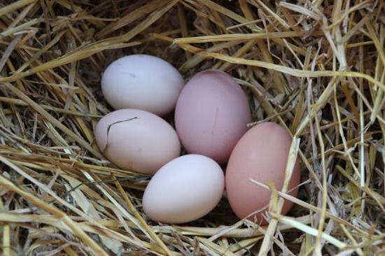 Poules pondeuses: allaitement et alimentation