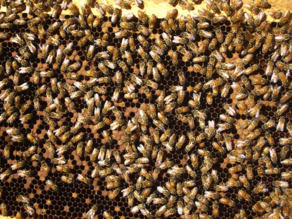 Préparer les abeilles pour l'hiver est une activité à multiples facettes