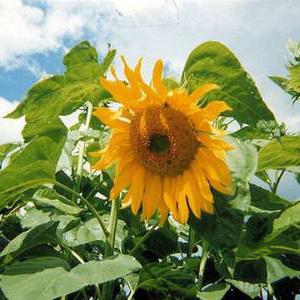 tournesol farine de tournesol 