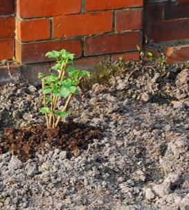 Planter des groseilles d'automne - un événement nécessaire pour une récolte riche en été