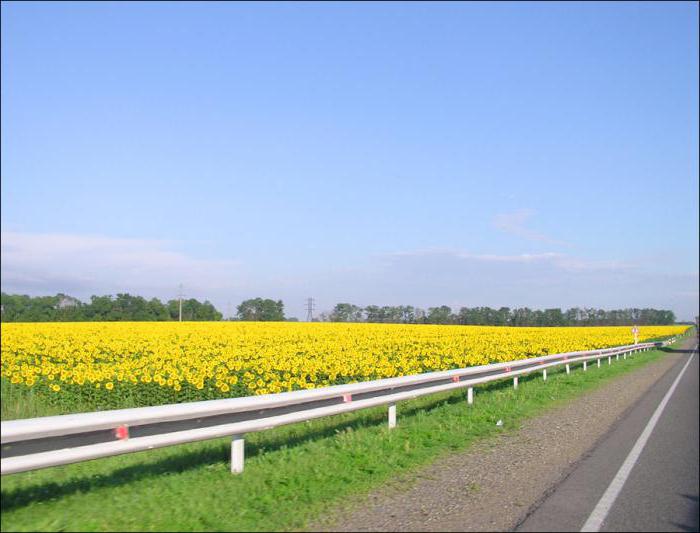 Agriculture de la région de Krasnodar: structure