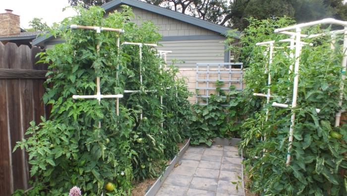 Tomates à la jarretière