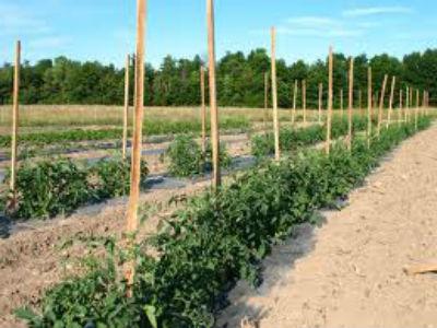 Chevilles pour une jarretière de tomate