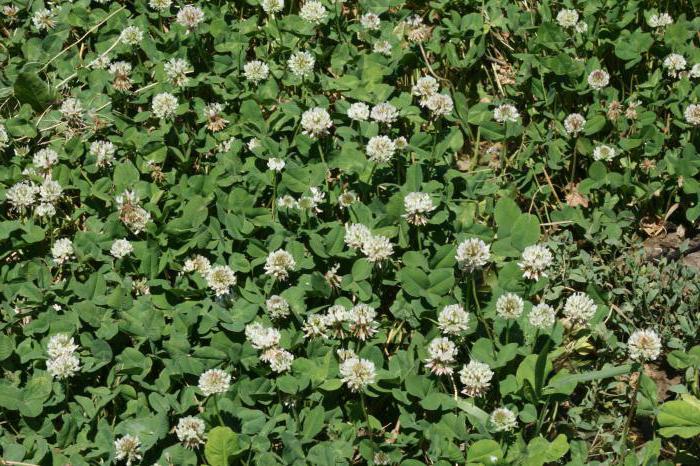 Fourrage d'herbe: chèvre, trèfle, luzerne, mélilot. Propriétés utiles, culture