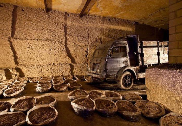 champignons grandissant à la maison au sous-sol