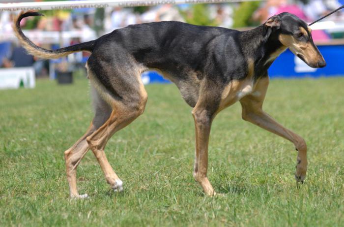 race de chien de la reine d'Angleterre