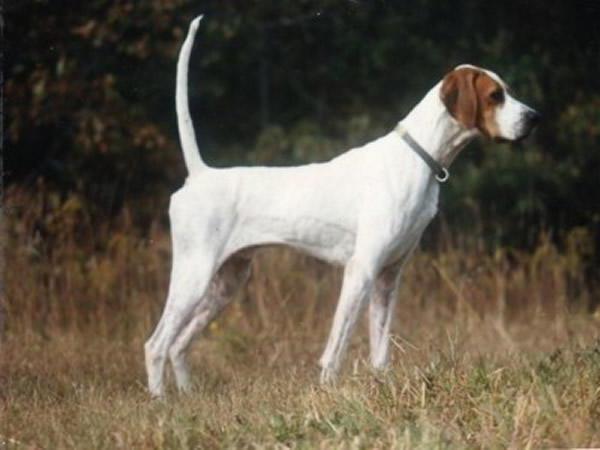 race chien cocker spaniel anglais 