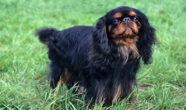 race de chiens spaniel anglais