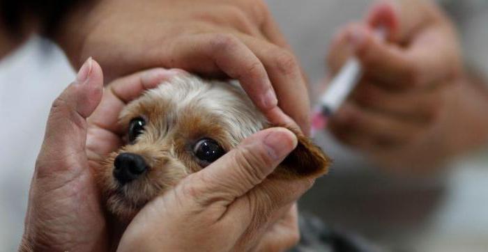 La rage chez un chien: comment déterminer les symptômes, les causes et les caractéristiques du traitement