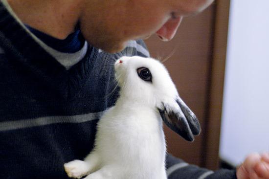 Que nourrir les lapins à la maison? Régime individuel