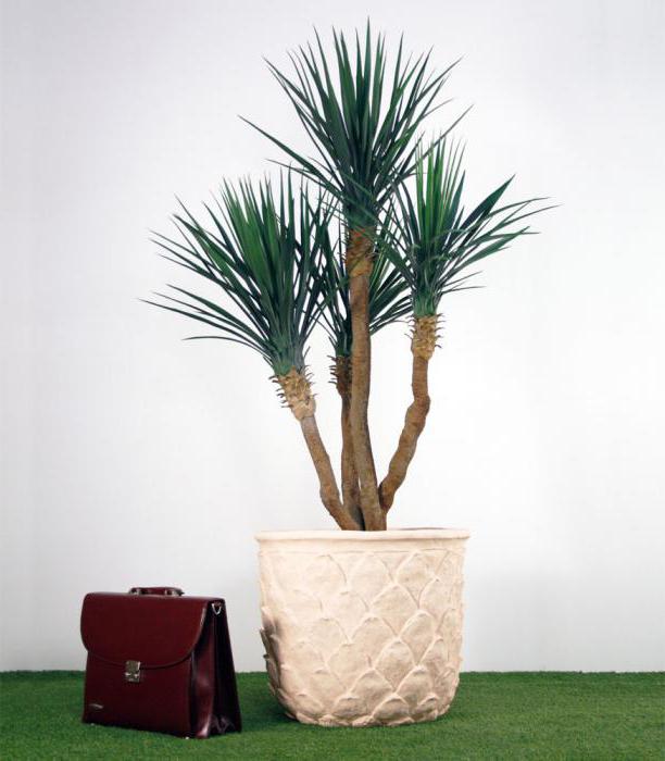 Palmiers artificiels Photo