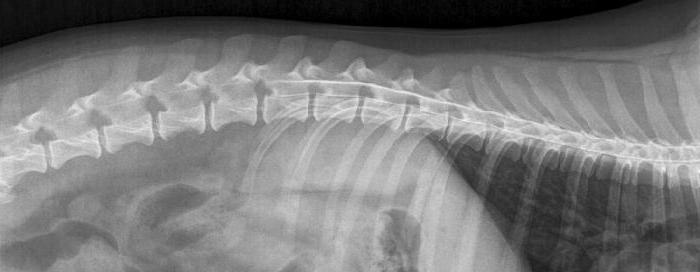 Comment et où faire une radiographie à un chien?