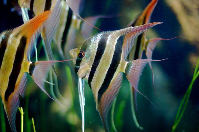 Comment distinguer une femelle d'un scalaire mâle dans un aquarium?