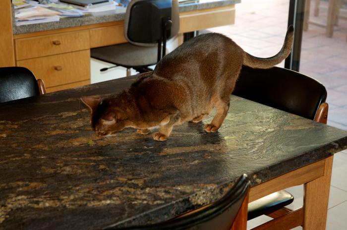 sevrer un chat à grimper sur une table