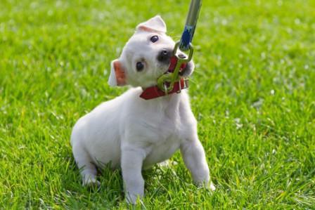 Comment enseigner à un chiot en laisse: caractéristiques, recommandations de spécialistes et feedback