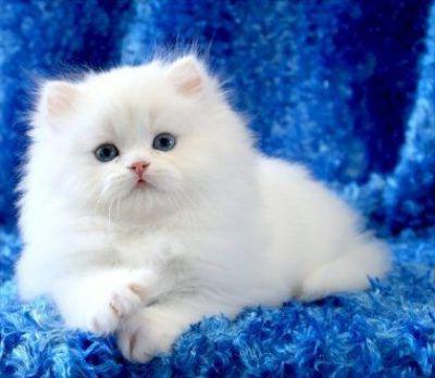 chaton mignon