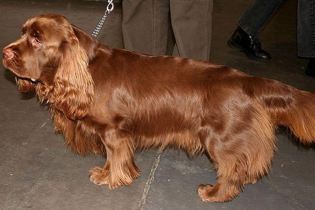 chiens moyenne pour un appartement