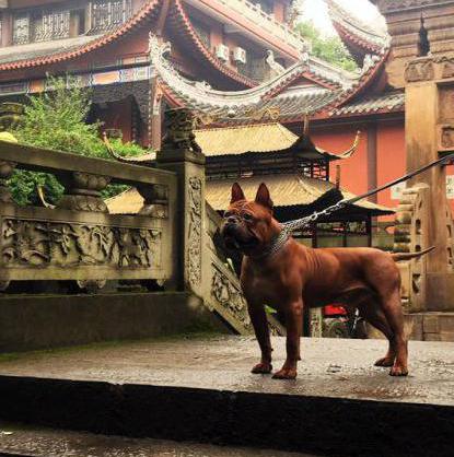 bouledogue chinois