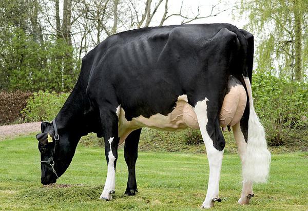 Vaches de lait de race prix