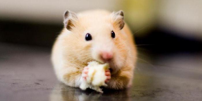 Les hamsters peuvent-ils avoir du fromage? Les produits laitiers peuvent-ils être des hamsters?