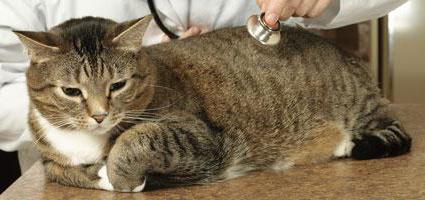 œdème pulmonaire chez les chats après la stérilisation