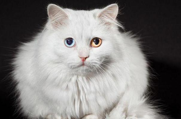 Pourquoi les chats avec des yeux différents sont nés?