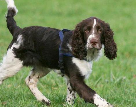 Race de chien Springer Spaniel