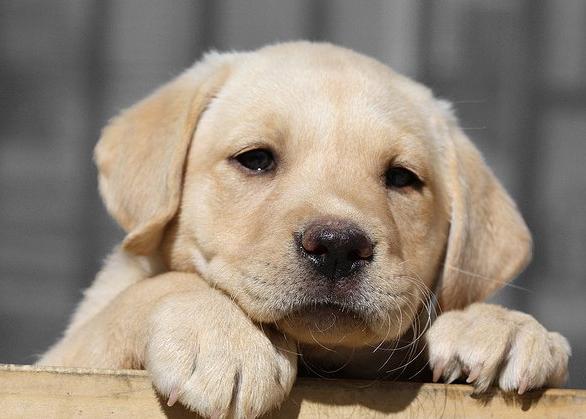 Un fidèle ami du labrador: une description de la race