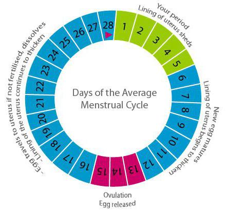 calcul de l'ovulation par mois et sexe de l'enfant