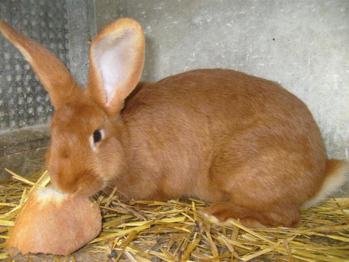  lapins rouges