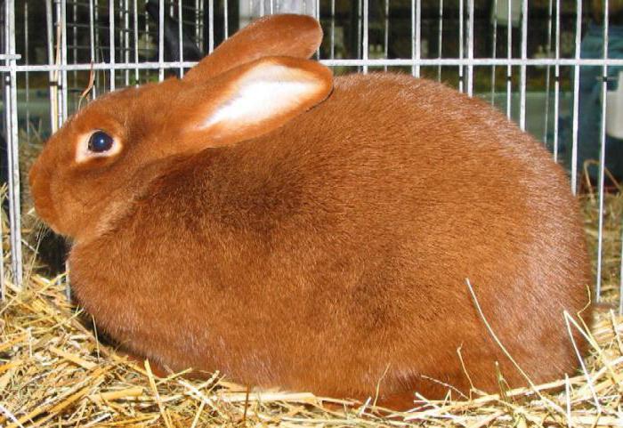 description de lapin rousse 