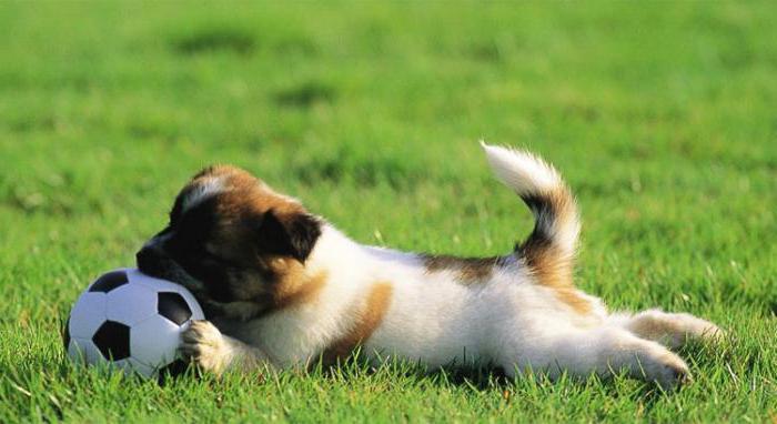 Comment commencer à entraîner un chiot? Elevage de chiens officiel