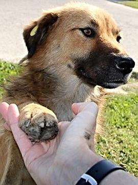 Stérilisation des chiens