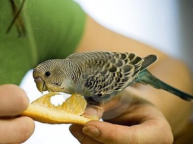 combien de fois nourrir le perroquet ondulé