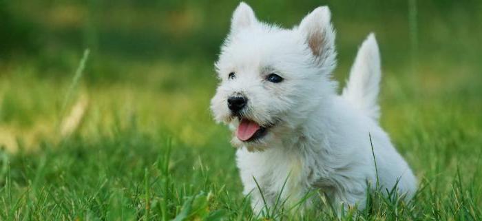 West Highland White Terrier - race de chien de la publicité 