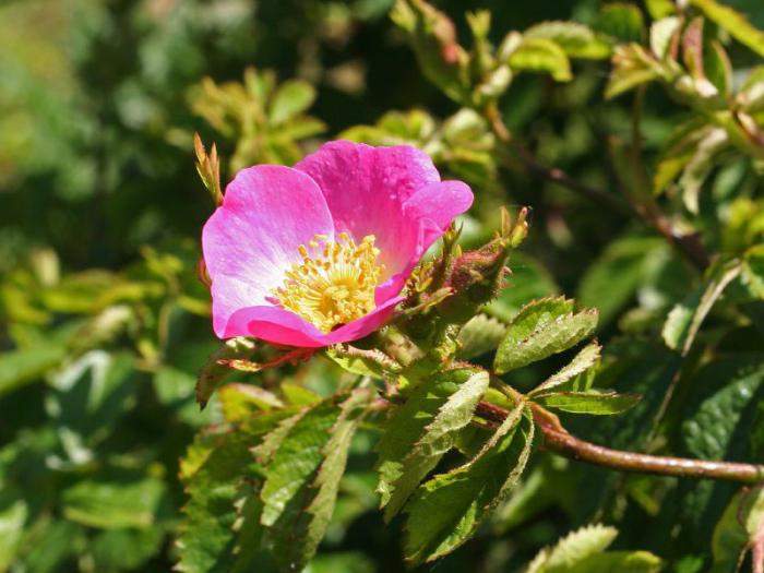 L'énigme autour de la fleur est une source d'inspiration et un moyen d'amener l'enfant à la belle