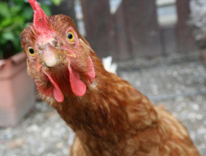 énigme sur le poulet pour les enfants