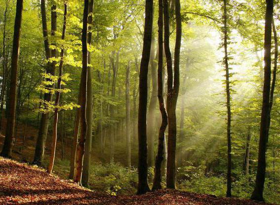 énigmes sur les arbres