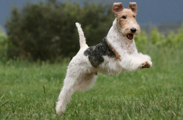 Race Foxterrier