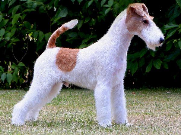 Enduit Foxterrier Care