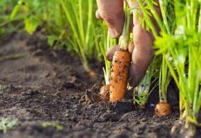 comment planter un jardin