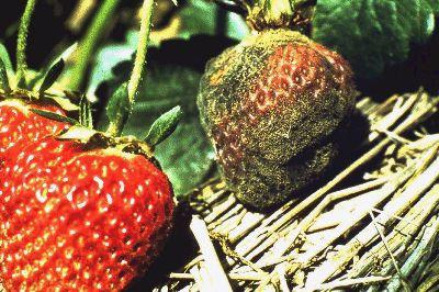 Maladies et ravageurs des fraises. Leurs principales variétés